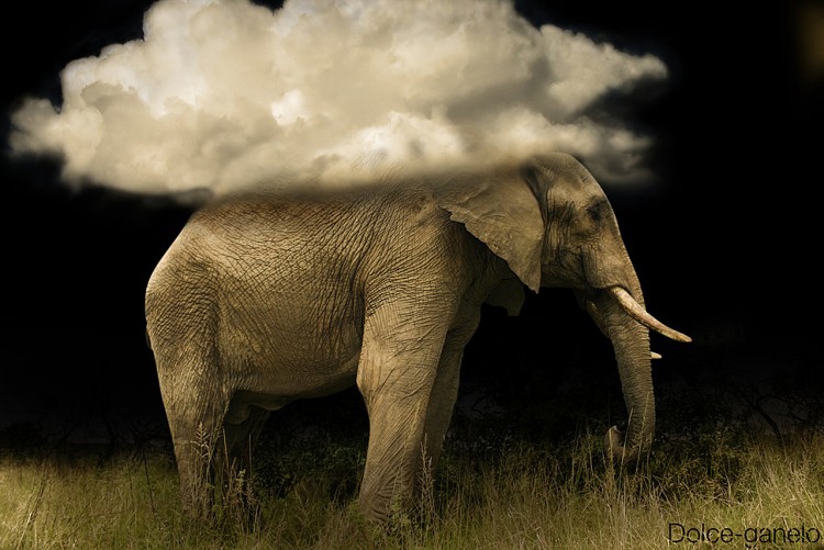Fonds d'cran Art - Numrique Animaux Dream of Elephant