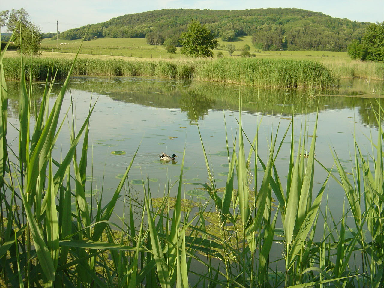 Wallpapers Nature Water - Reflection Reflets sur un tang