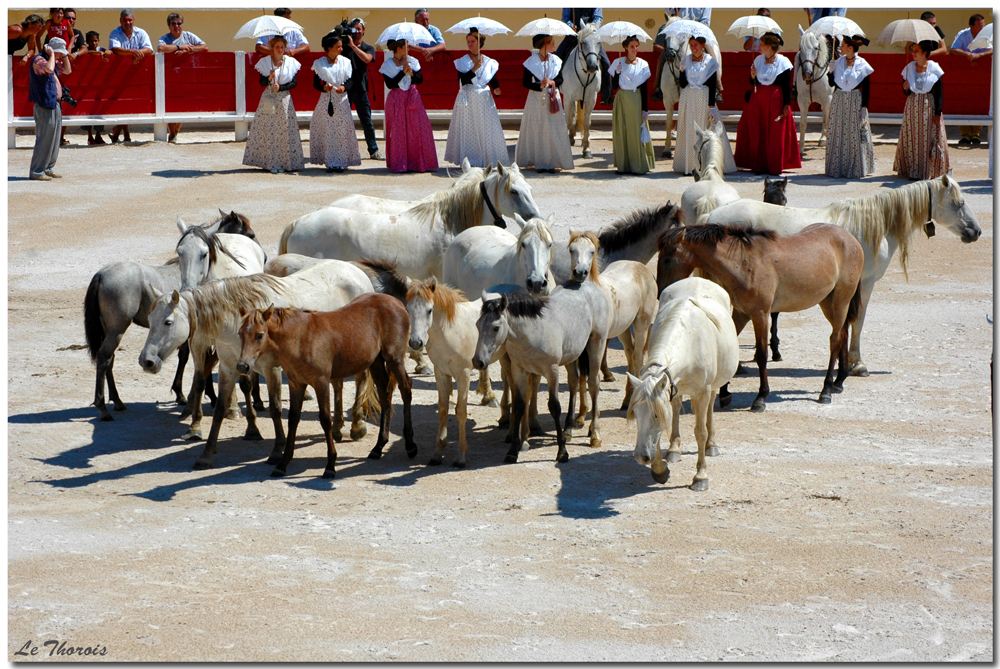 Fonds d'cran Voyages : Europe France > Provence-Alpes-Cte d'Azur Dans les arnes