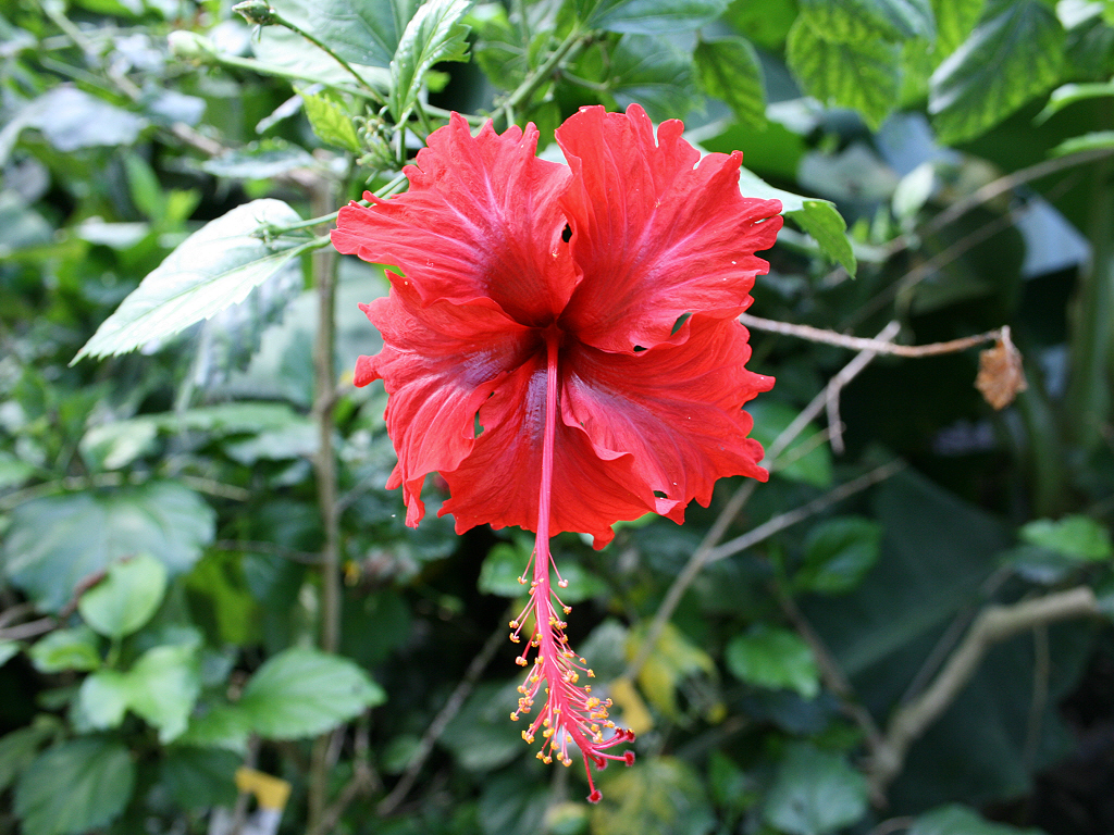 Fonds d'cran Nature Fleurs Grosse fleur rouge