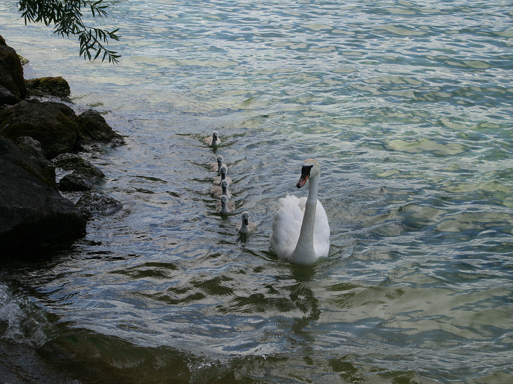 Wallpapers Animals Birds - Swans Famille de cygnes