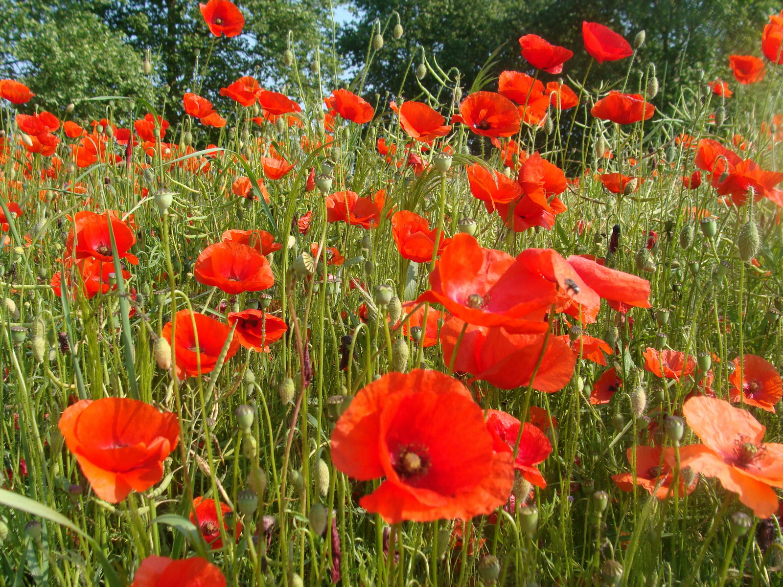 Wallpapers Nature Flowers champ de coquelicots