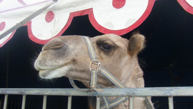 Fonds d'cran Animaux Dromadaires - Chameaux chameau, tu me prends en photo