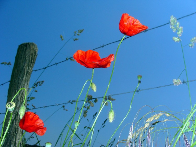 Wallpapers Nature Flowers coquelicots