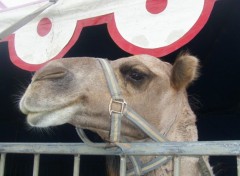 Fonds d'cran Animaux chameau, tu me prends en photo