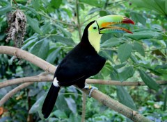 Fonds d'cran Animaux Toucan