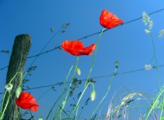 Fonds d'cran Nature coquelicots