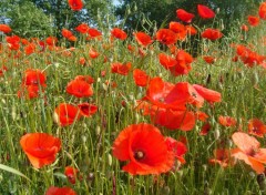 Fonds d'cran Nature champ de coquelicots