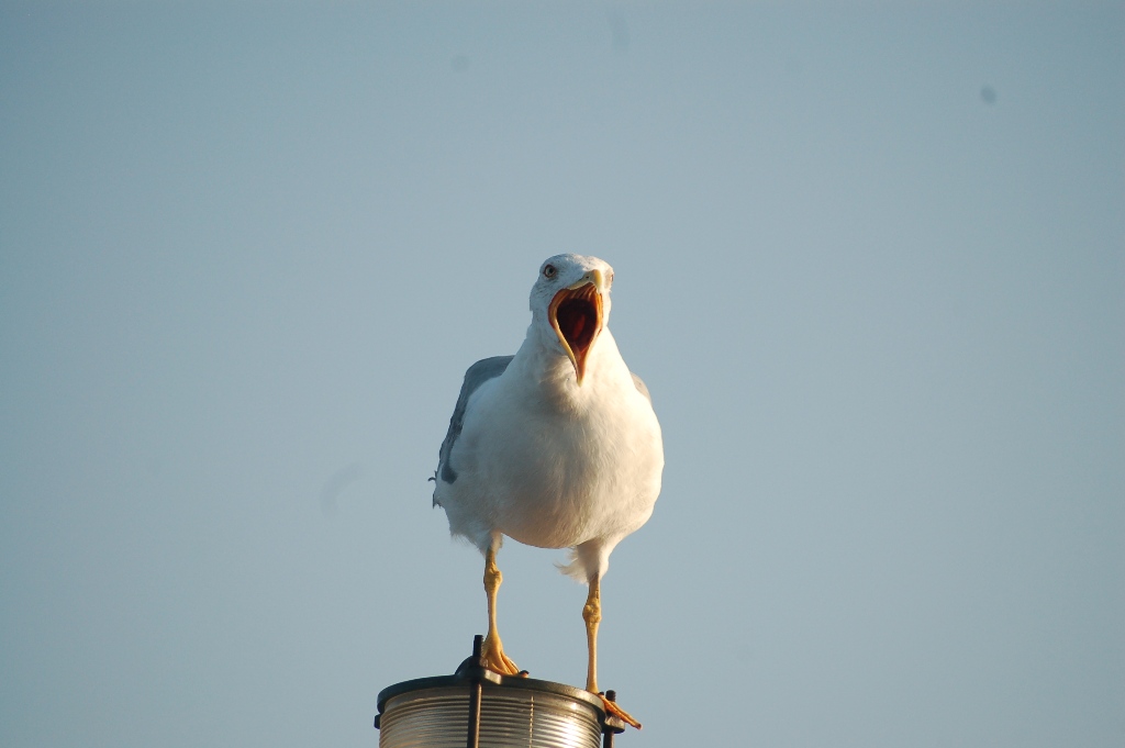 Fonds d'cran Animaux Oiseaux - Mouettes et Golands corse