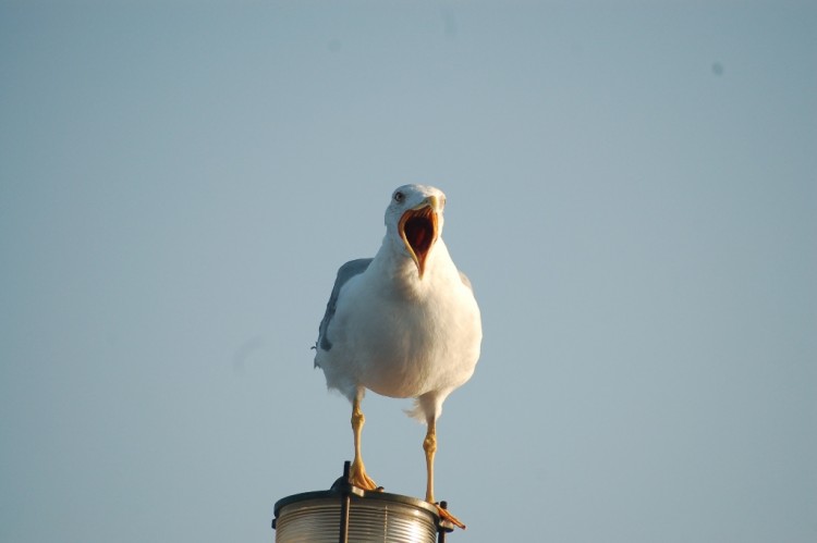 Wallpapers Animals Birds - Gulls corse