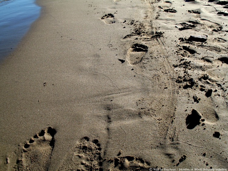 Fonds d'cran Nature Mers - Ocans - Plages Mer Mditranne la plage