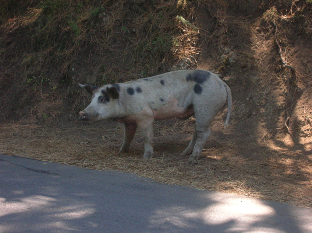 Fonds d'cran Animaux Cochons Cochon corse