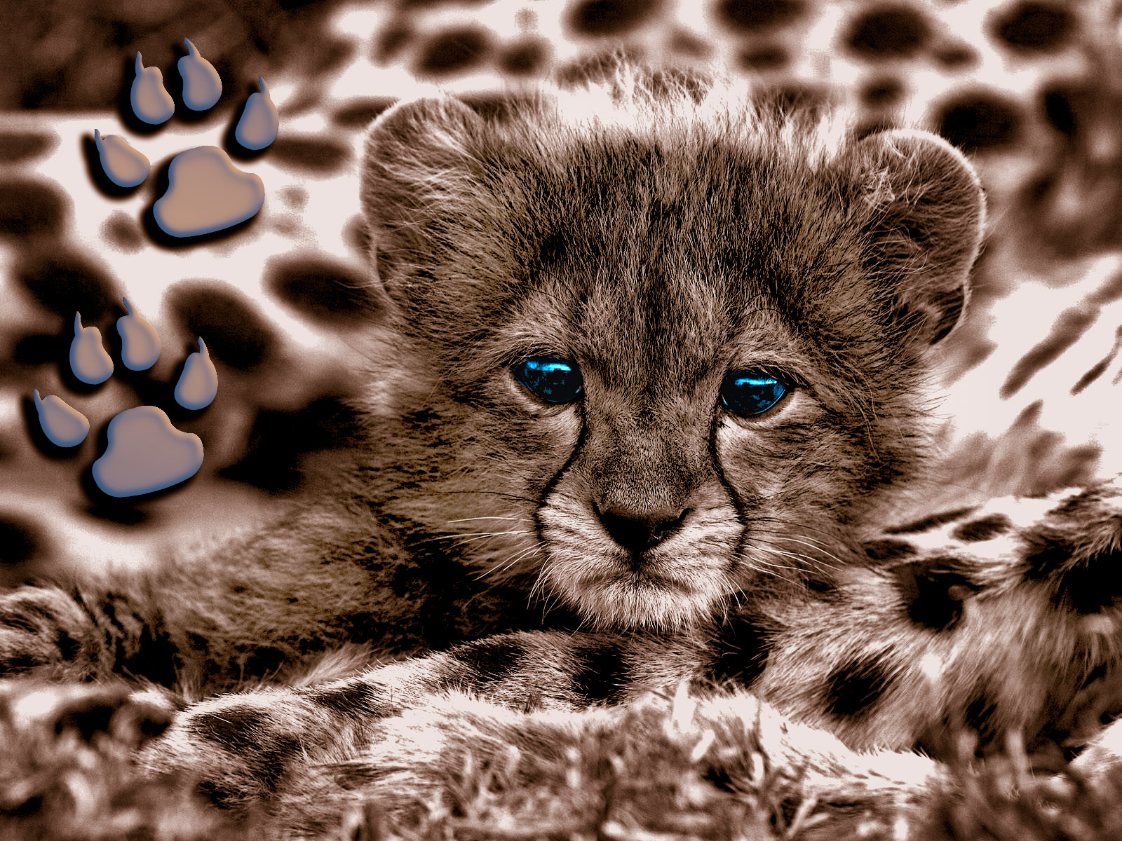 Wallpapers Animals Felines - Cheetahs Blue eyes tiger