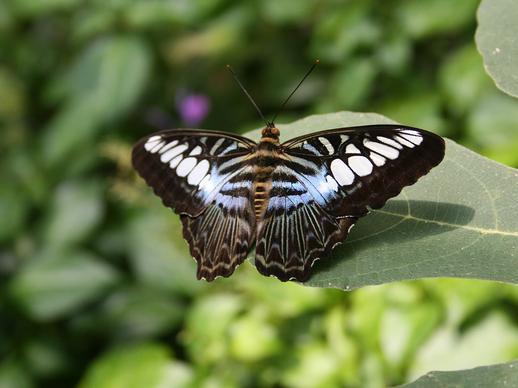 Wallpapers Animals Insects - Butterflies Papillon