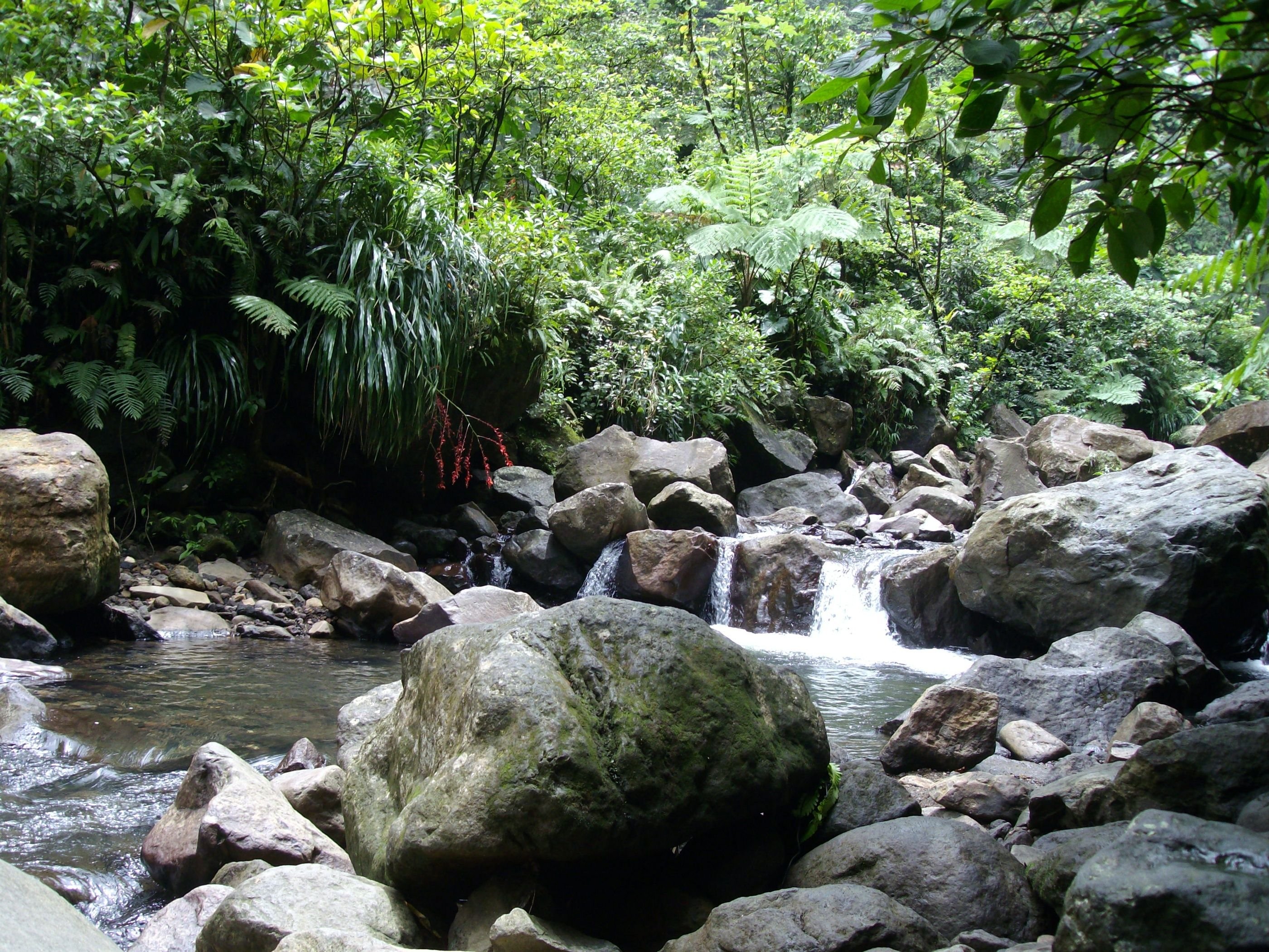 Fonds d'cran Voyages : Amrique du nord La Guadeloupe Forêt Tropicale Guadeloupéenne