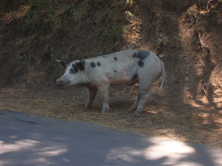 Fonds d'cran Animaux Cochons Cochon corse