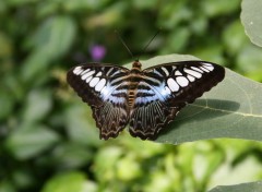 Fonds d'cran Animaux Papillon