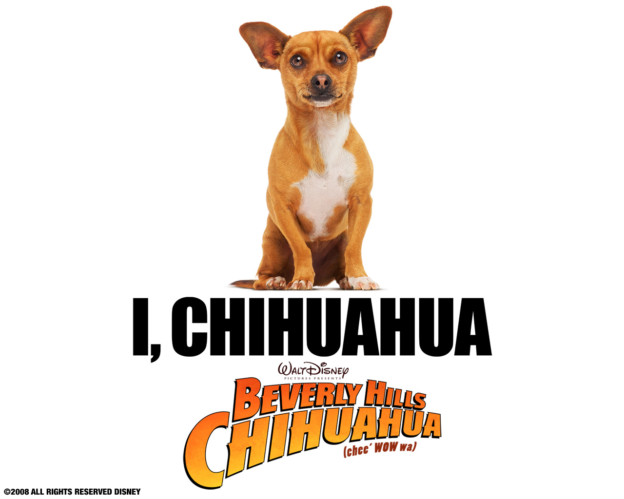 Fonds d'cran Cinma Le Chihuahua de Beverly Hills 