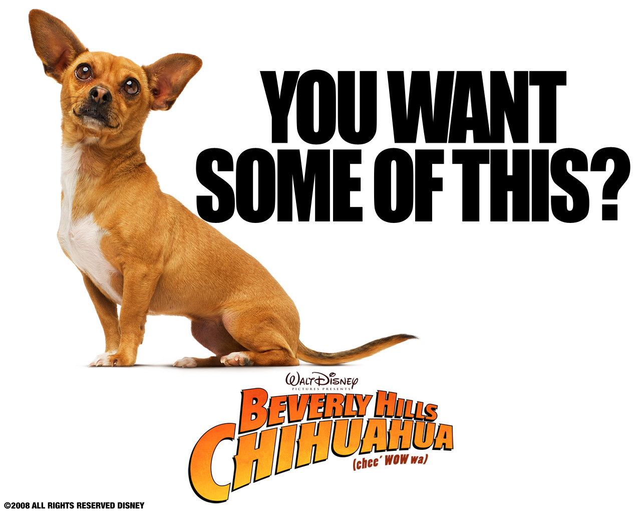 Fonds d'cran Cinma Le Chihuahua de Beverly Hills 