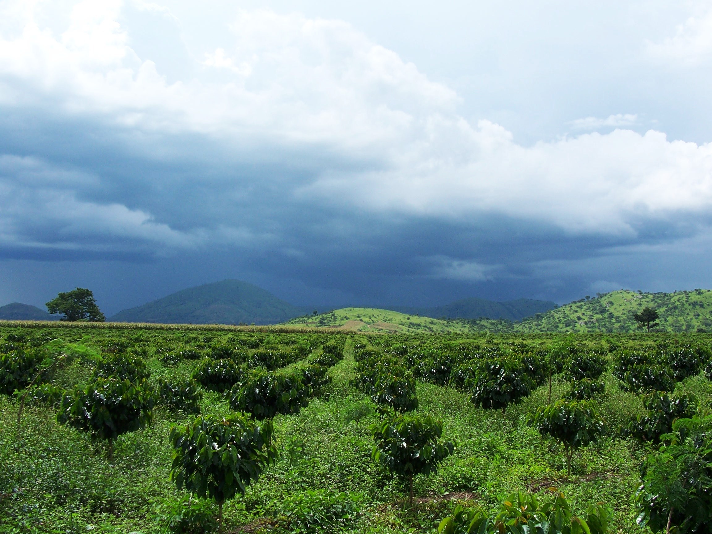 Fonds d'cran Voyages : Afrique Cameroun plantation caf