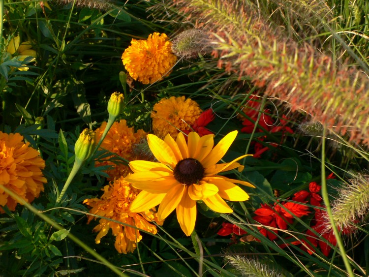 Wallpapers Nature Flowers Aster lumineux comme un soleil