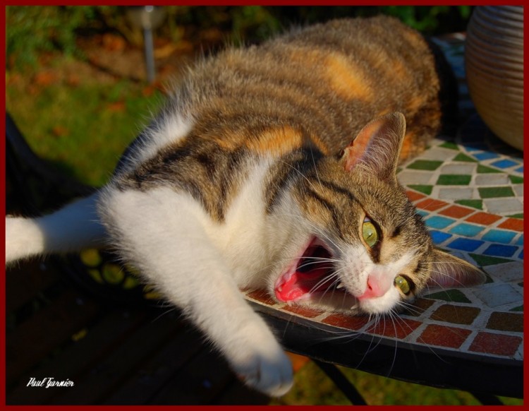 Fonds d'cran Animaux Chats - Chatons Mouchette au repos.