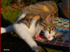 Fonds d'cran Animaux Mouchette au repos.