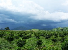 Fonds d'cran Voyages : Afrique plantation caf