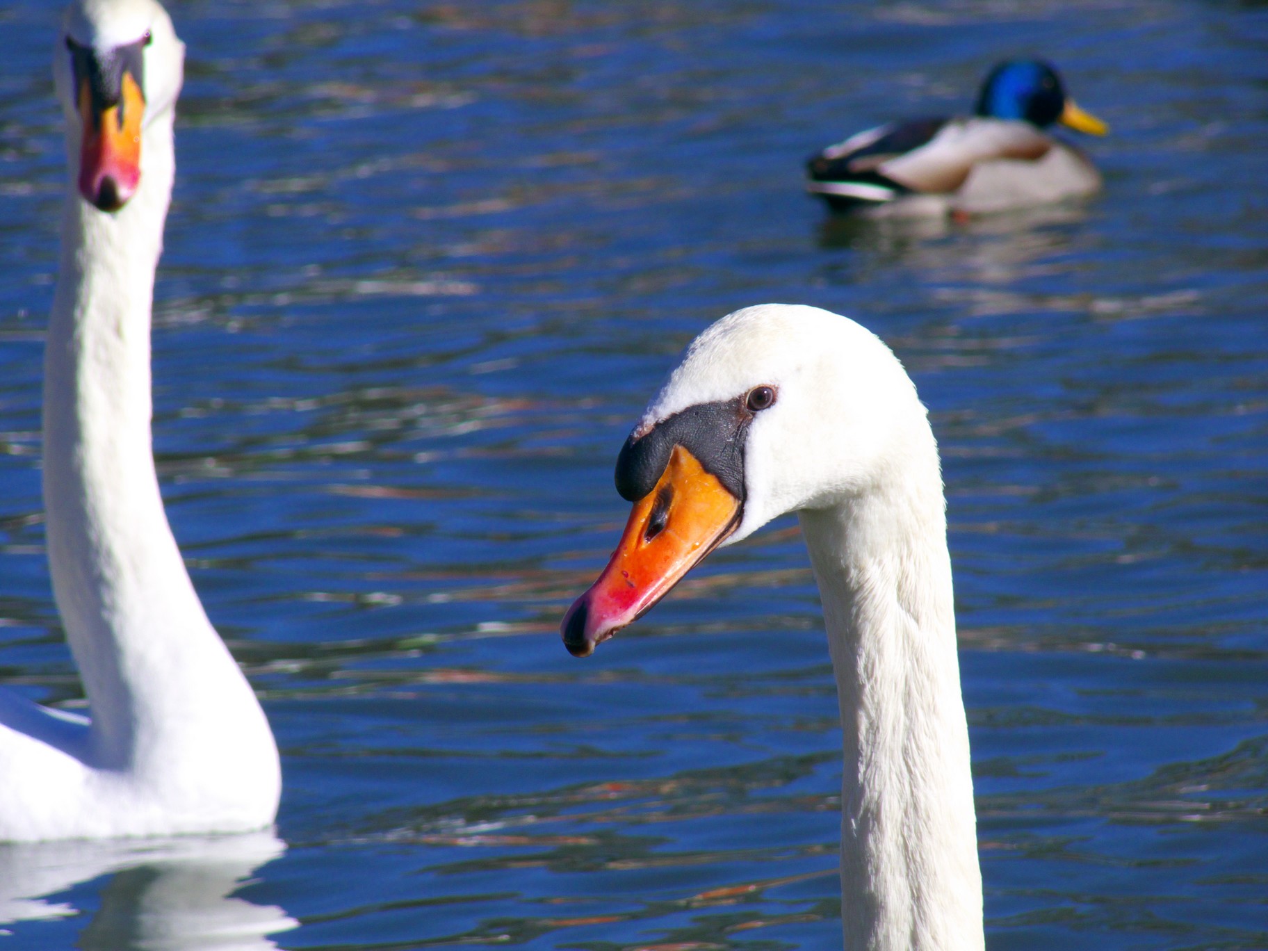 Wallpapers Animals Birds - Swans cygne curieux