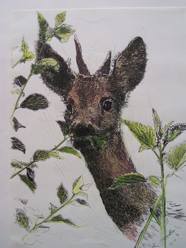 Wallpapers Art - Pencil Animals - Deer chevreuil