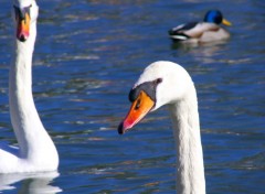 Wallpapers Animals cygne curieux