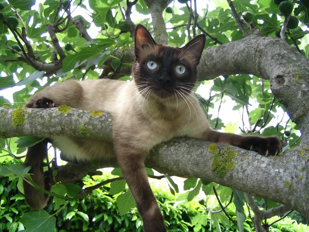 Fonds d'cran Animaux Chats - Chatons siamois