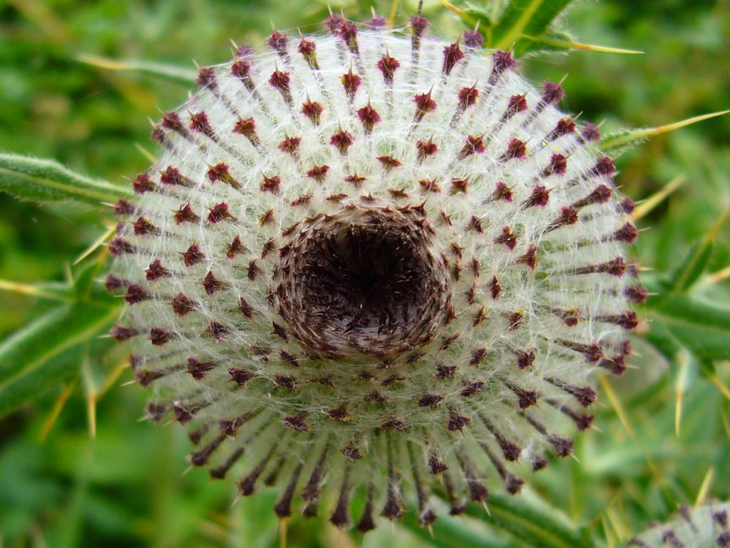 Fonds d'cran Nature Fleurs chardon