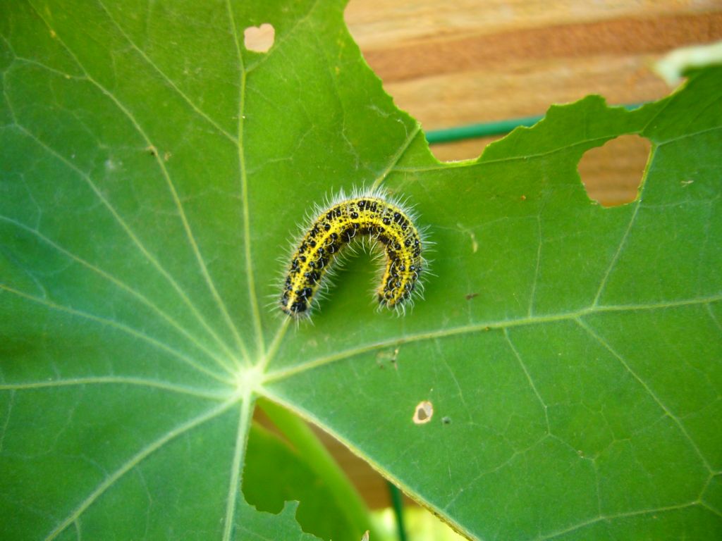 Fonds d'cran Animaux Insectes - Chenilles chenille sur une feuille de capucine