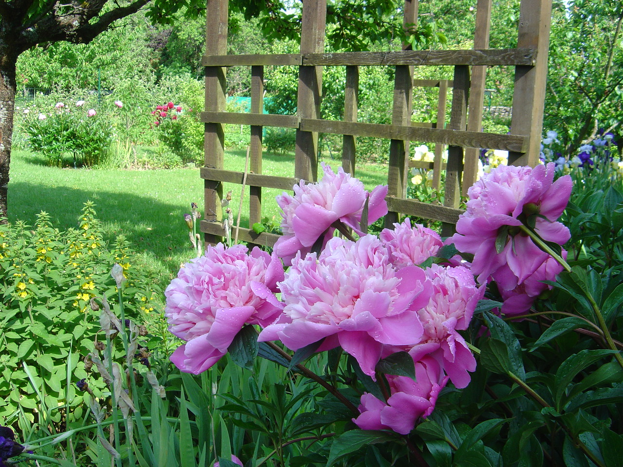 Fonds d'cran Nature Fleurs Mesdames les pivoines dans toute leur splendeur