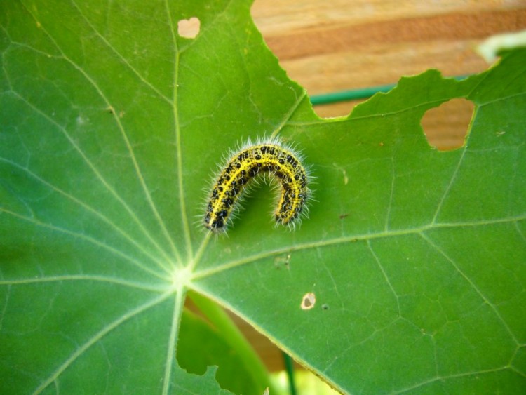 Wallpapers Animals Insects - Caterpillars chenille sur une feuille de capucine