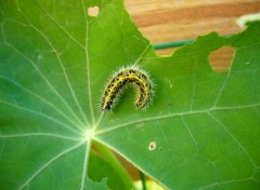 Fonds d'cran Animaux chenille sur une feuille de capucine