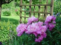 Fonds d'cran Nature Mesdames les pivoines dans toute leur splendeur