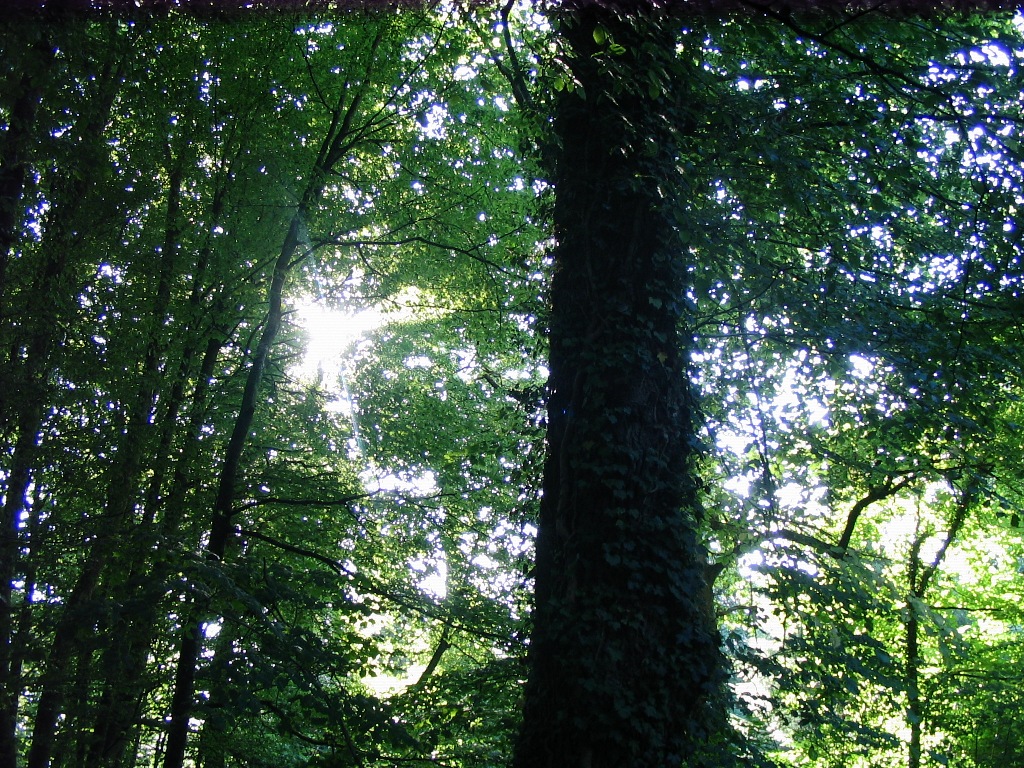 Fonds d'cran Nature Arbres - Forts Fort