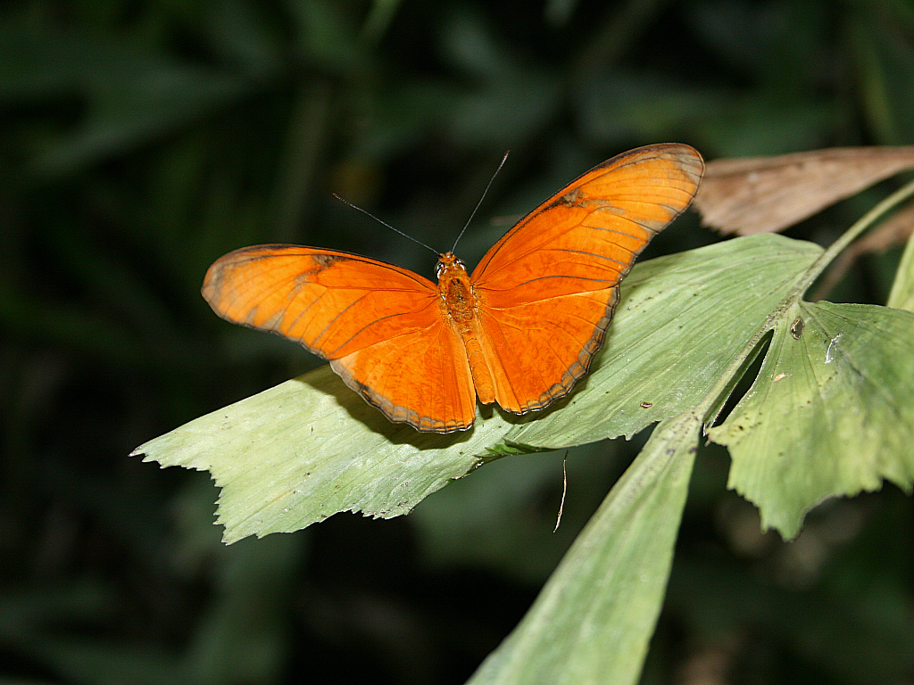 Fonds d'cran Animaux Insectes - Papillons Papillon