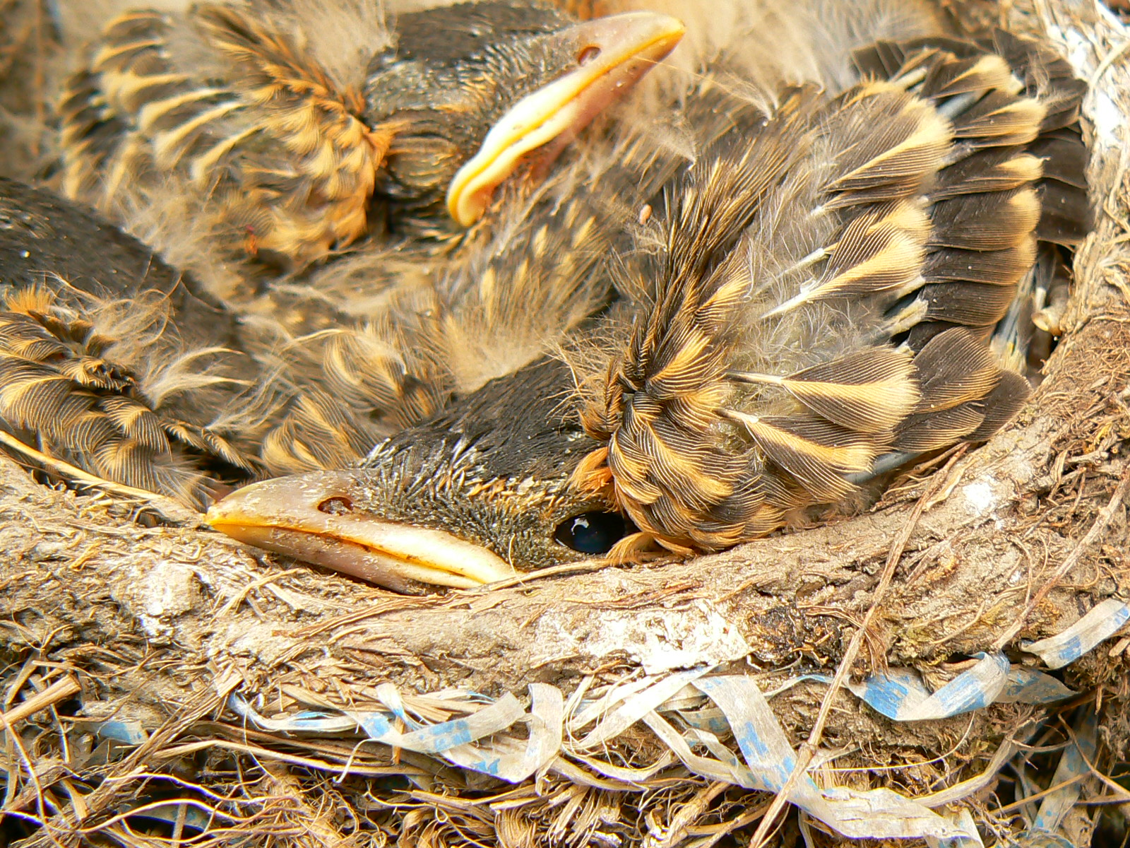 Fonds d'cran Animaux Oiseaux - Divers mes bbs oisillons printemps 2008