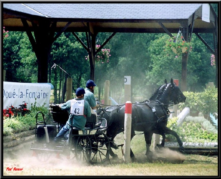 Fonds d'cran Animaux Chevaux Concours d'attelage