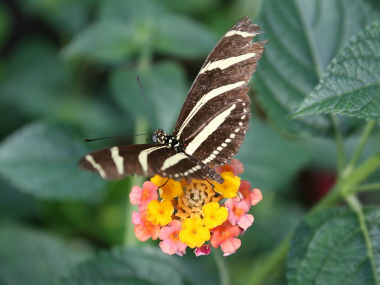 Fonds d'cran Animaux Insectes - Papillons Papillon