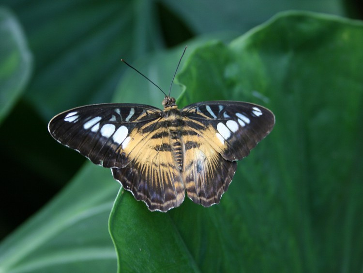 Fonds d'cran Animaux Insectes - Papillons Papillon