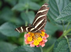 Fonds d'cran Animaux Papillon