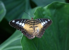 Fonds d'cran Animaux Papillon