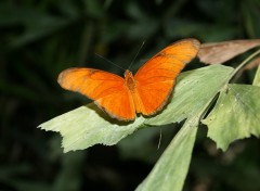 Fonds d'cran Animaux Papillon