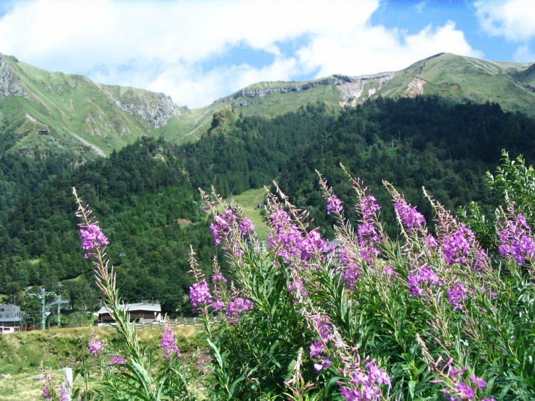 Wallpapers Nature Mountains Montagne et fleurs