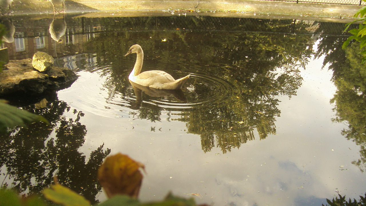 Fonds d'cran Animaux Oiseaux - Cygnes l'adolescent cygne s'admire et se trouve lgant