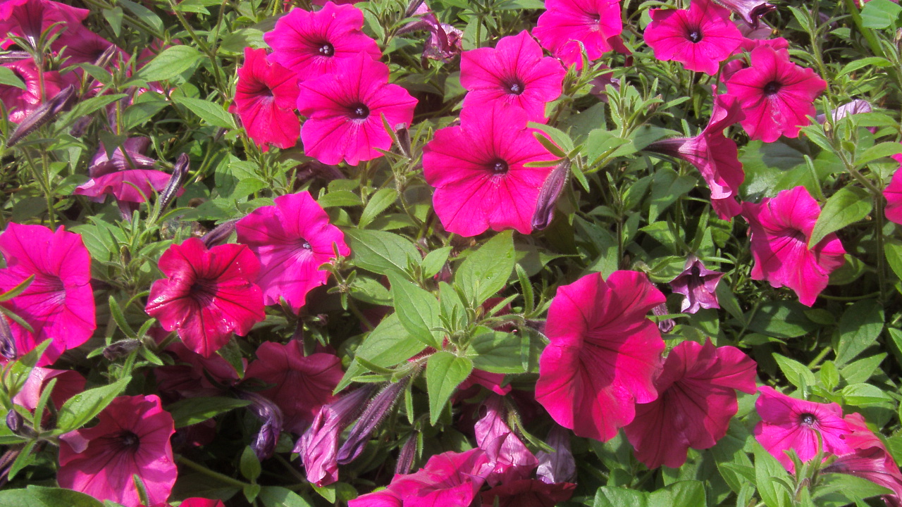 Fonds d'cran Nature Fleurs des ptunias trs ensoleilles 